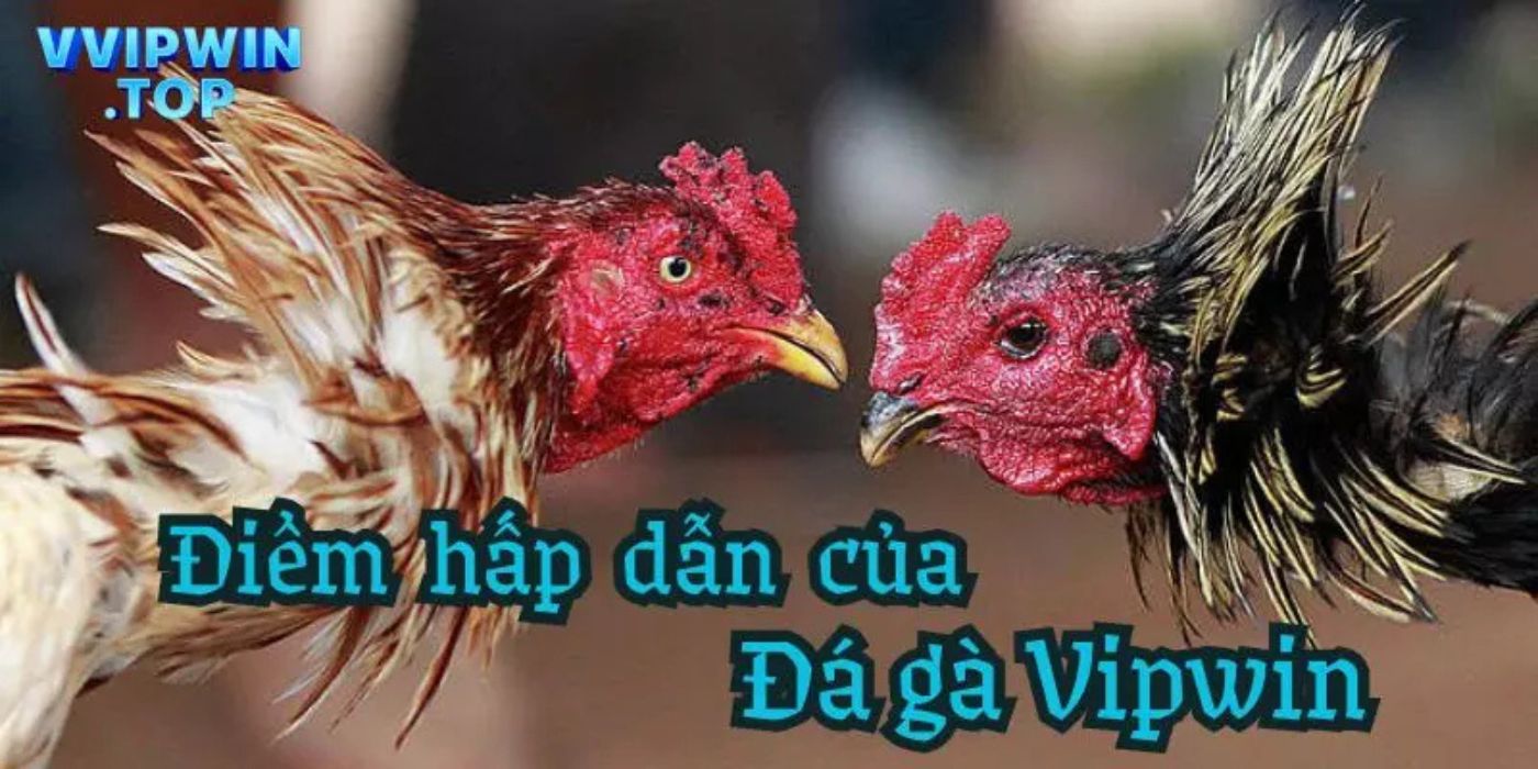 Hướng Dẫn Tham Gia Đá Gà Tại Vipwin Hướng Dẫn Tham Gia Đá Gà Tại Vipwin